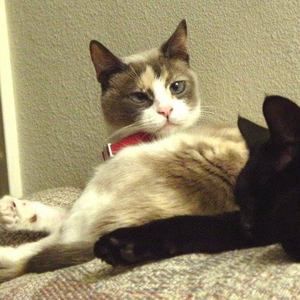 Meet your Posher, Molly